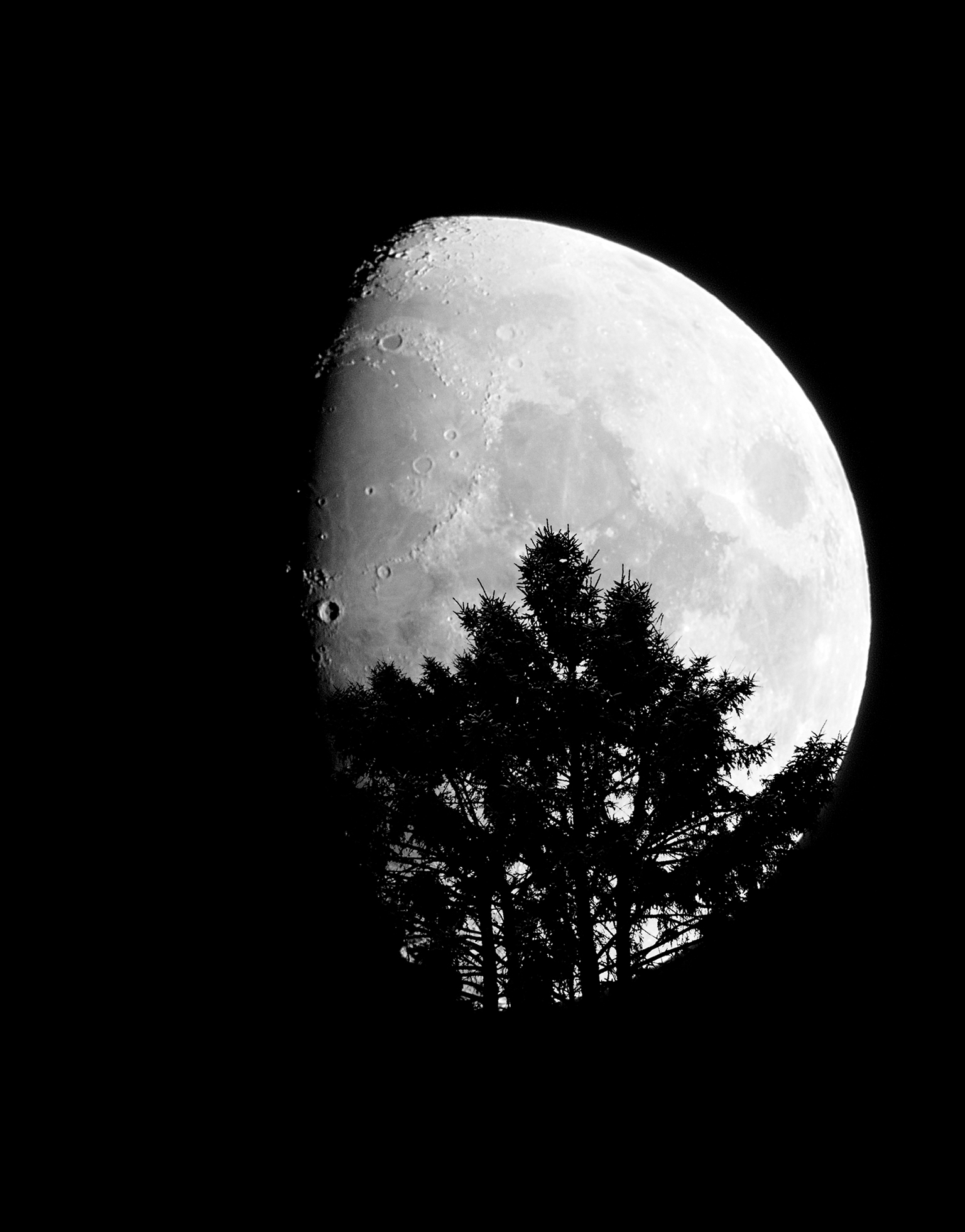 A close-up of a bright full moon against a black background with a portion of the left of the moon in shadow. The bottom of the moon is obscured by the tops of a cluster of trees, but the brightness of the moon peeks through the trunks and branches.