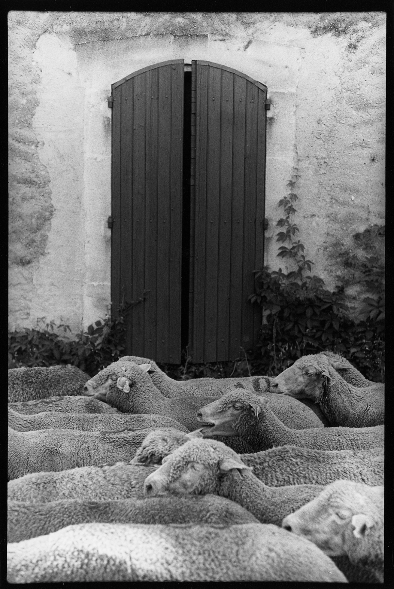 Sheep standing in front of a building with a large wooden doorway and ivy creeping up from the bottom.