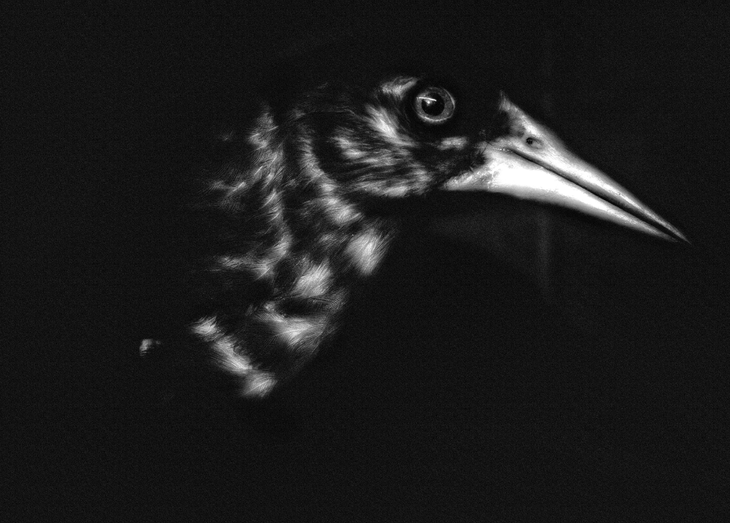 Close-up of a blackbird.