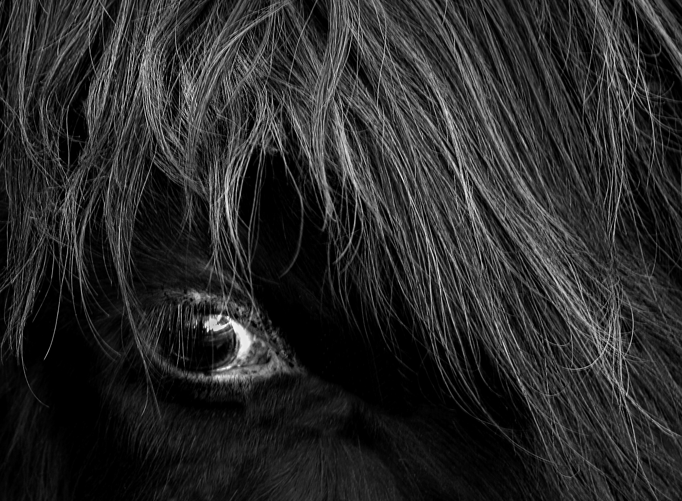 Close-up of a horse's eye. The horse is black with a gray mane.