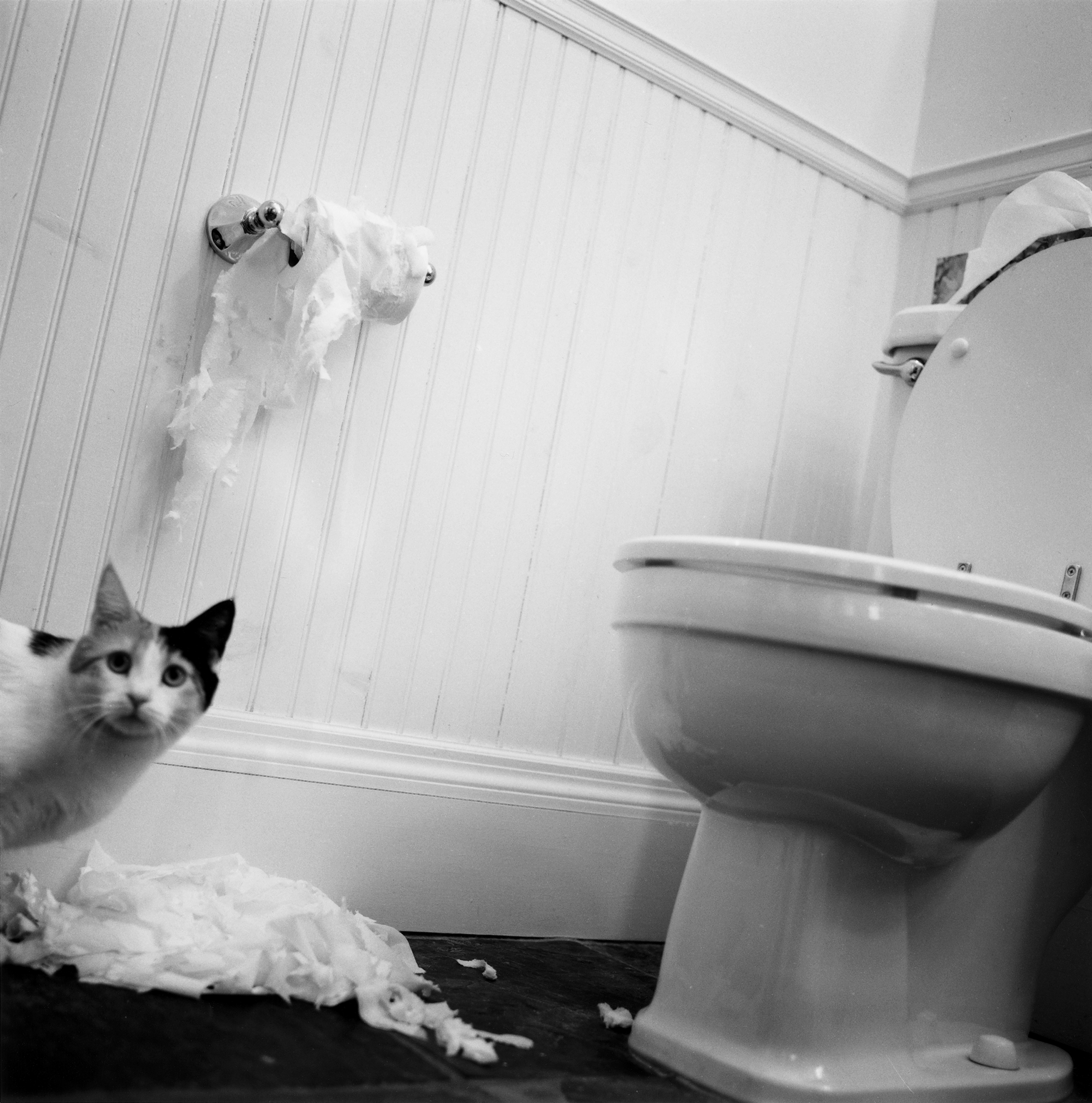 A cat standing in a bathroom and looking at the camera next to a pile of shredded toilet paper. The toilet paper on a holder attached to the wall above is also shredded.