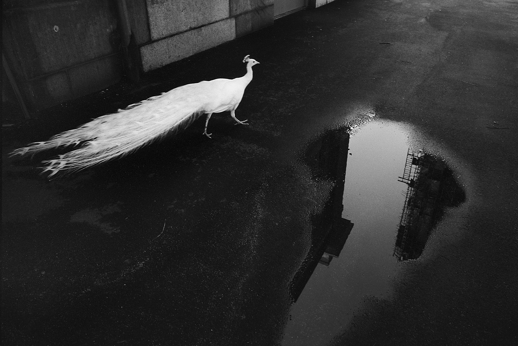 A white peacock walking on blacktop next to a puddle in the city.