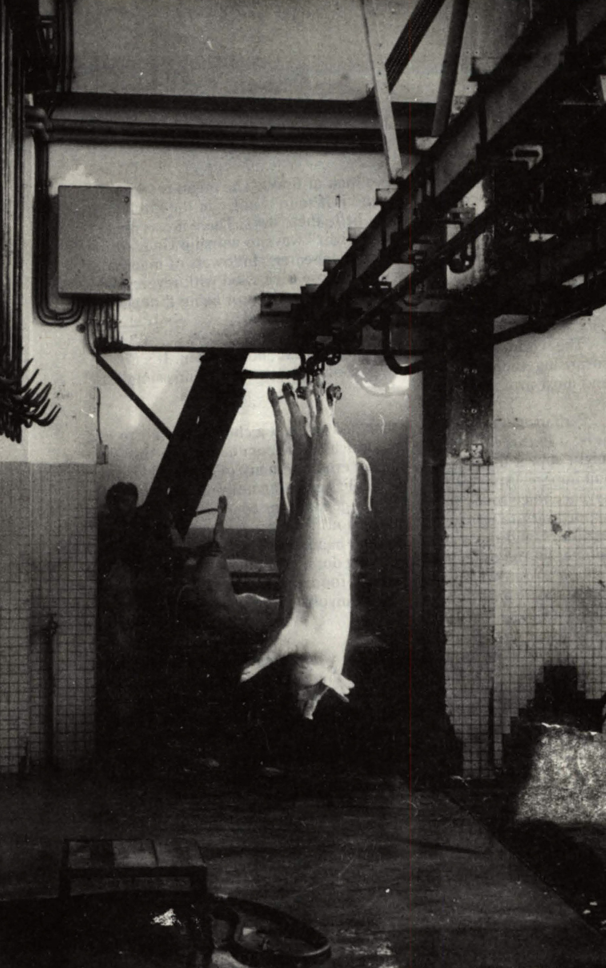 A pair of pigs hang by their hind legs in a slaughterhouse in Switzerland.