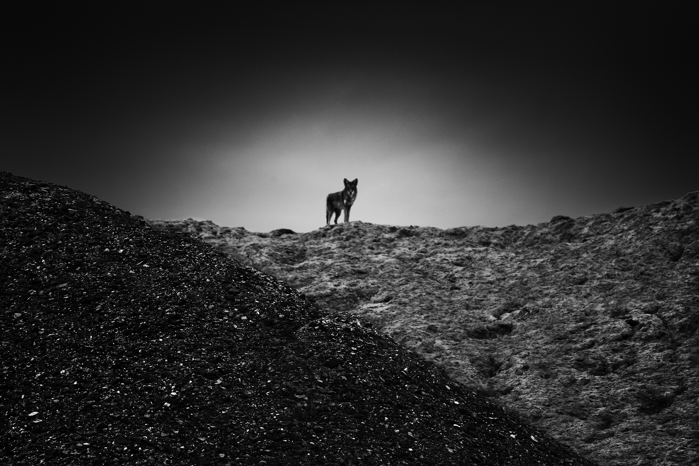A coyote watches from atop a hill.