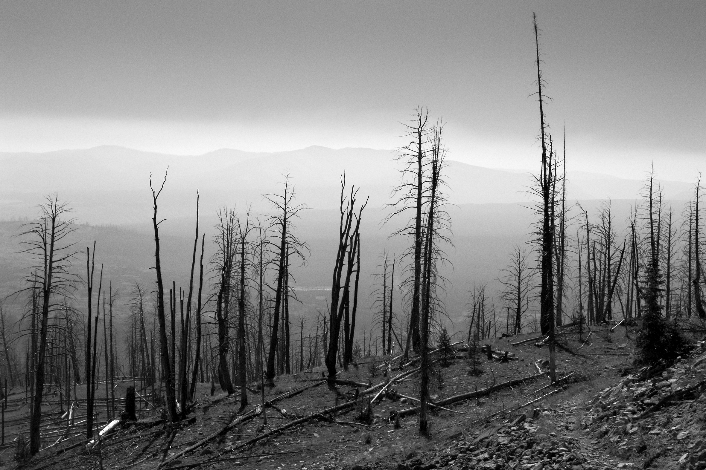 A forest of burned trees.
