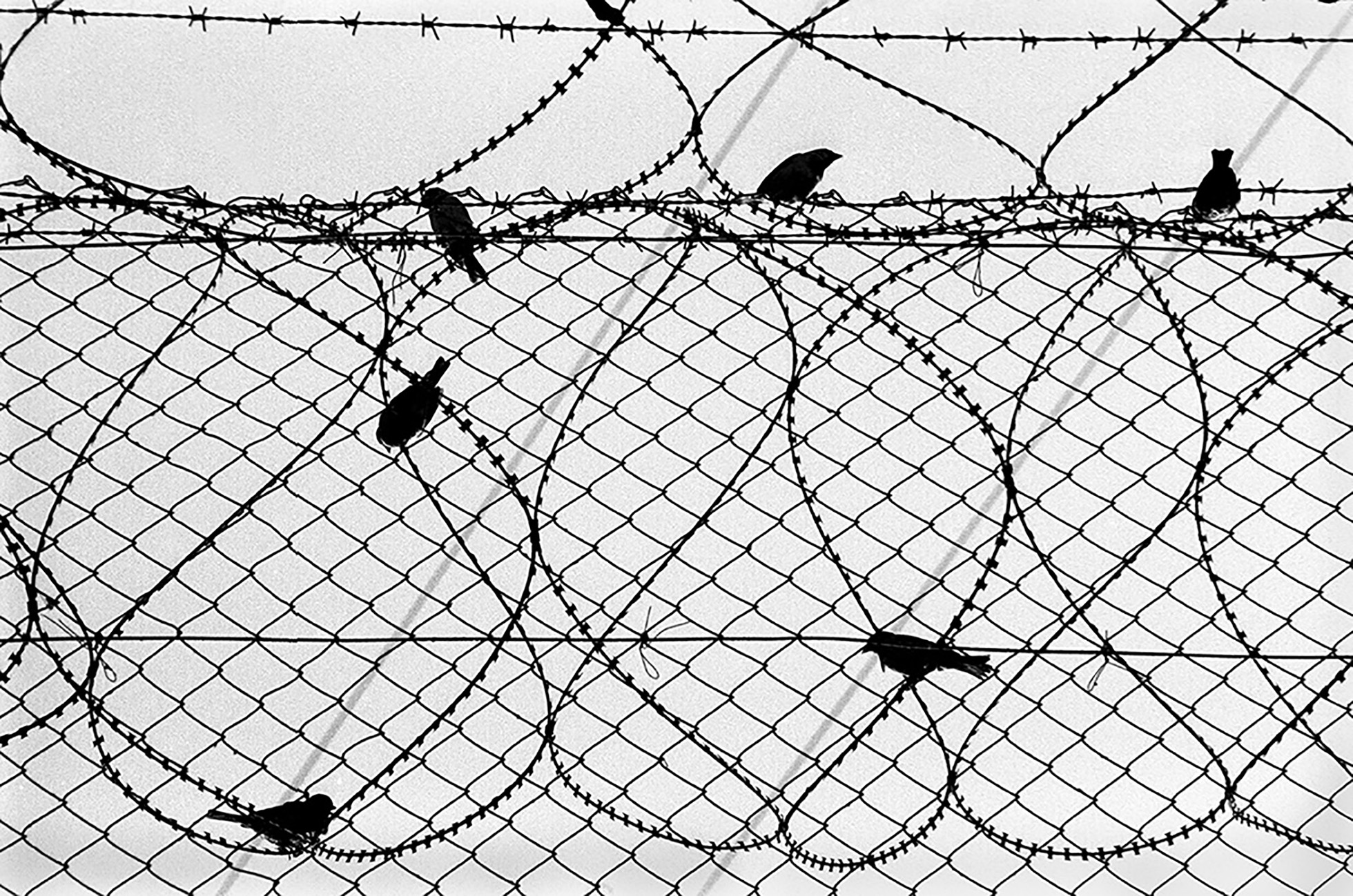 Small birds perched on barbed wire fencing.
