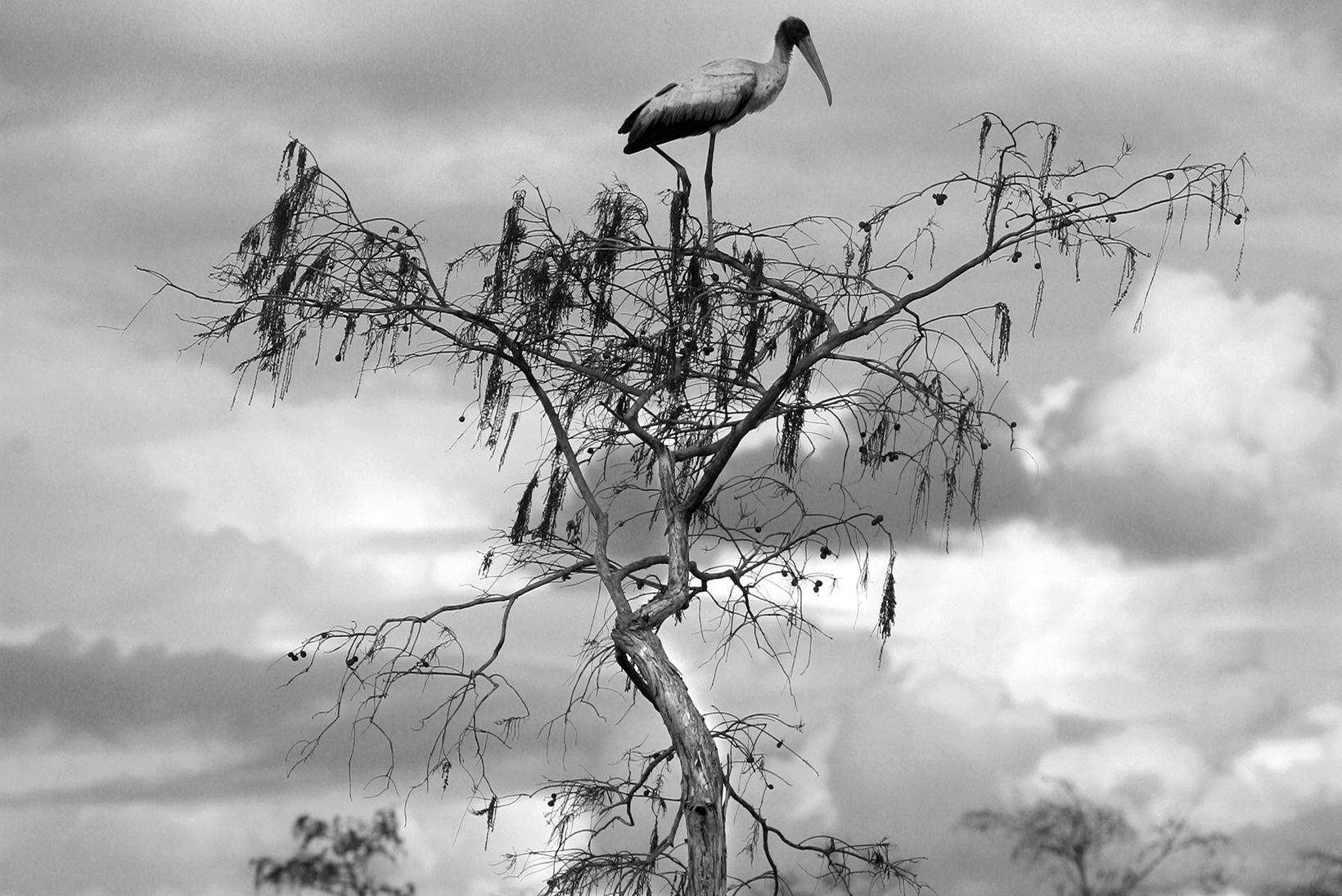 On The Destruction Of A Roseate Spoonbill Marsh Habitat, Early 1960s