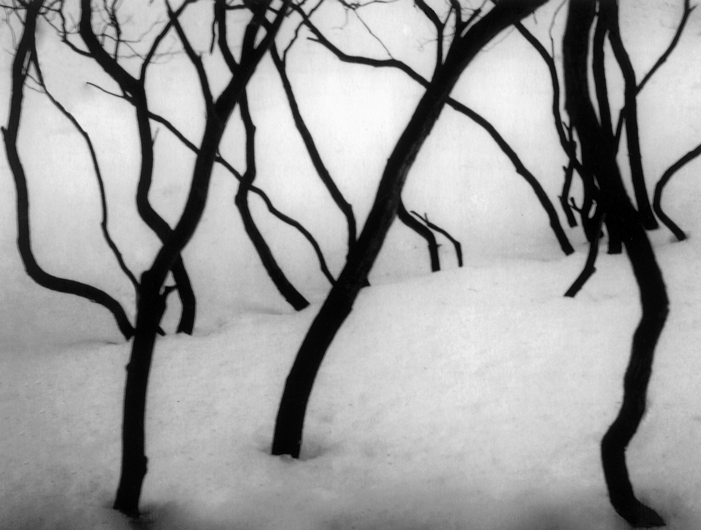 Close-up of a thick covering of snow with several very thin tree trunks emerging out of it.