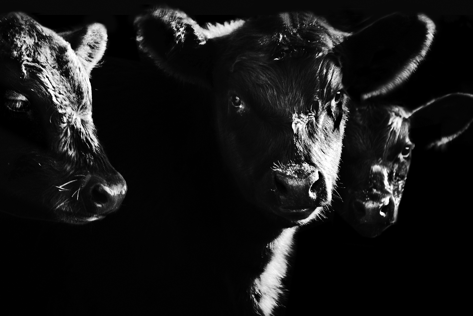 Night Cows