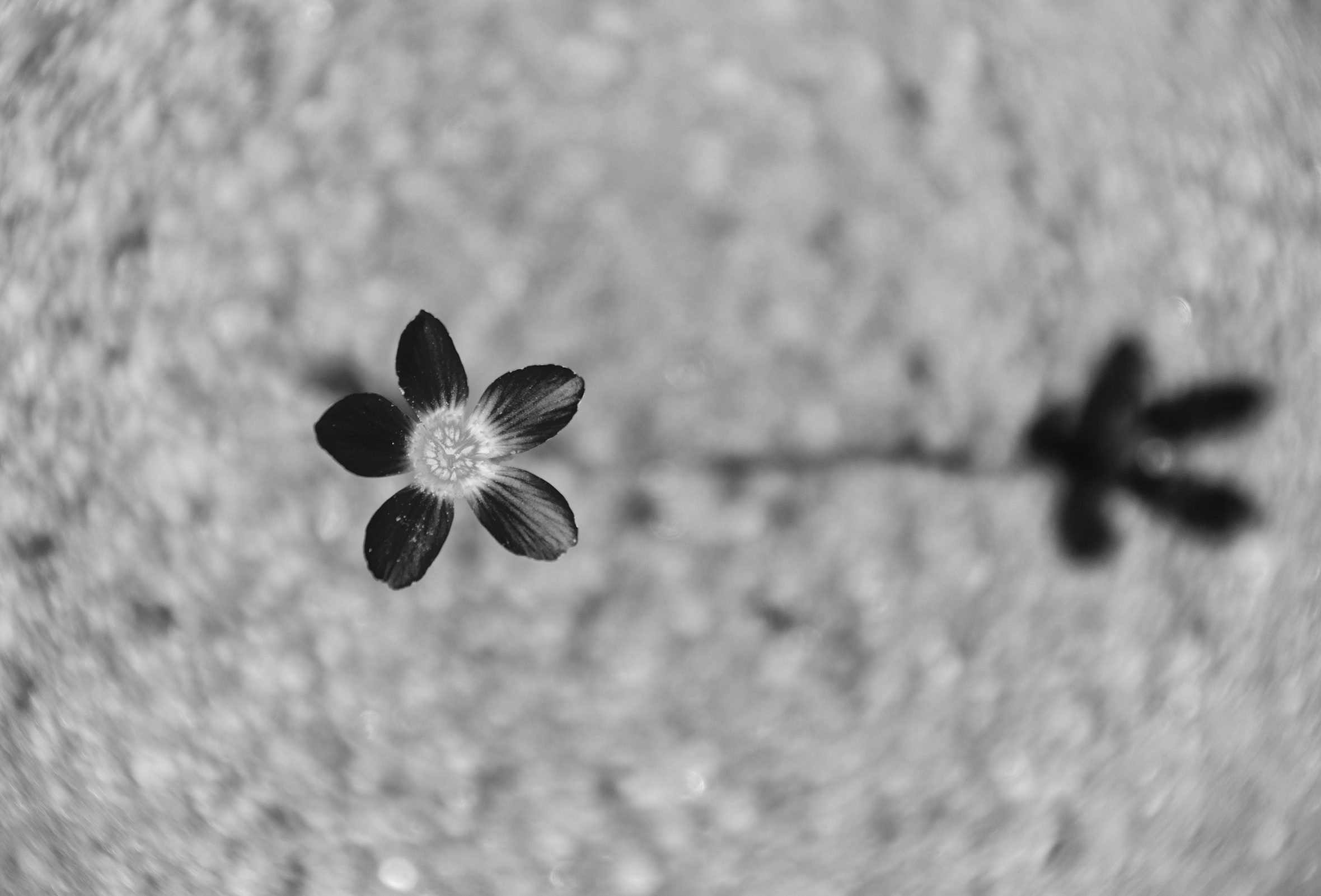 A tiny five-petal flower blooms in a stark setting.
