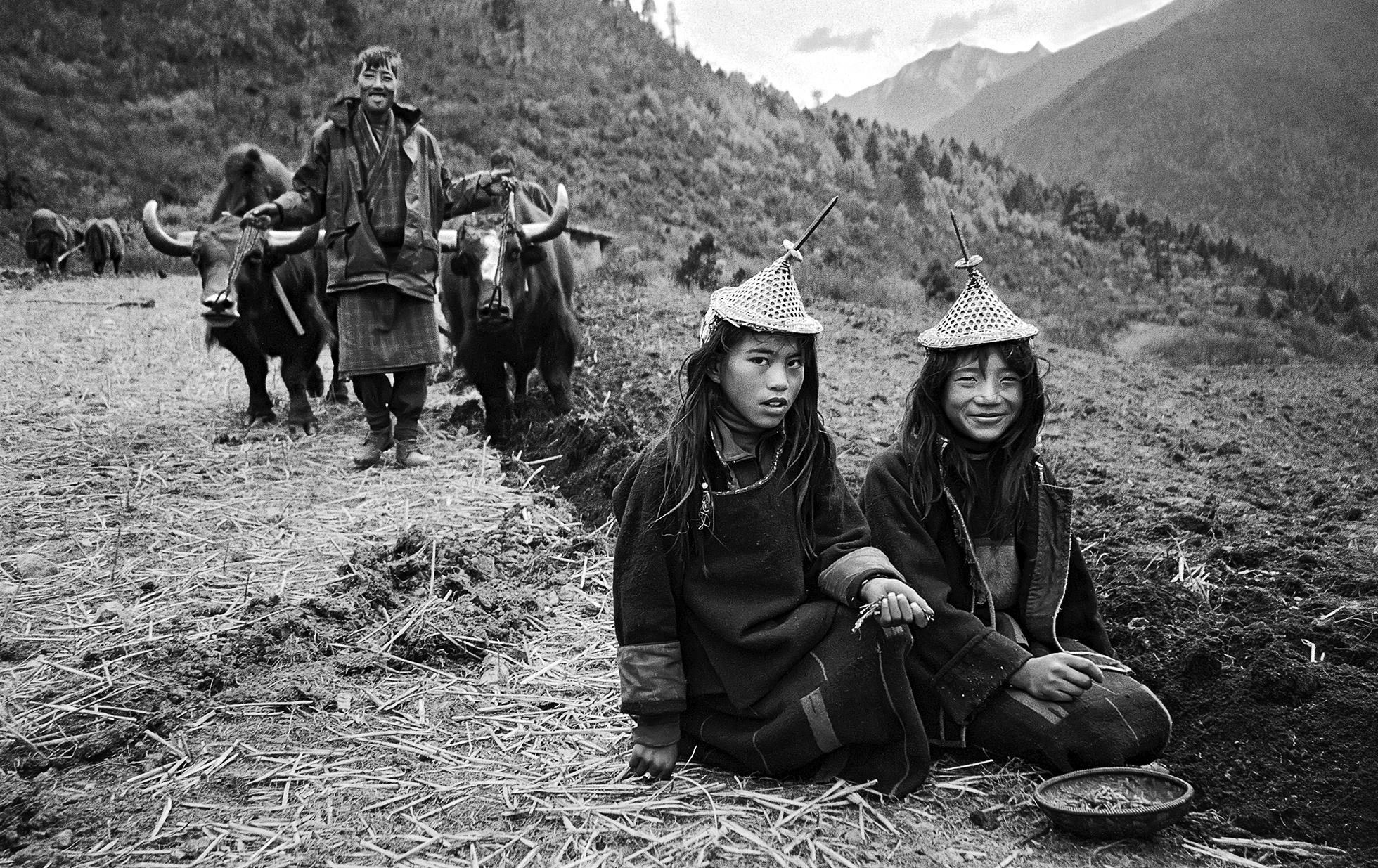 Two Bhutanese women sit among a barley field as they glean it by hand. Behind them, a Bhutanese man approaches them with two oxen.