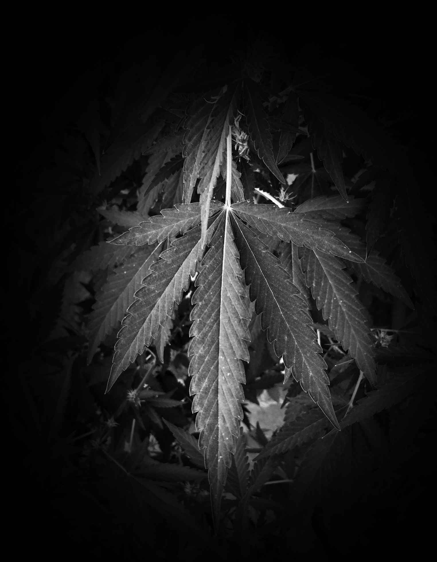 A close-up of a marijuana leaf. The rest of the background is blacked out by a dark vignette.