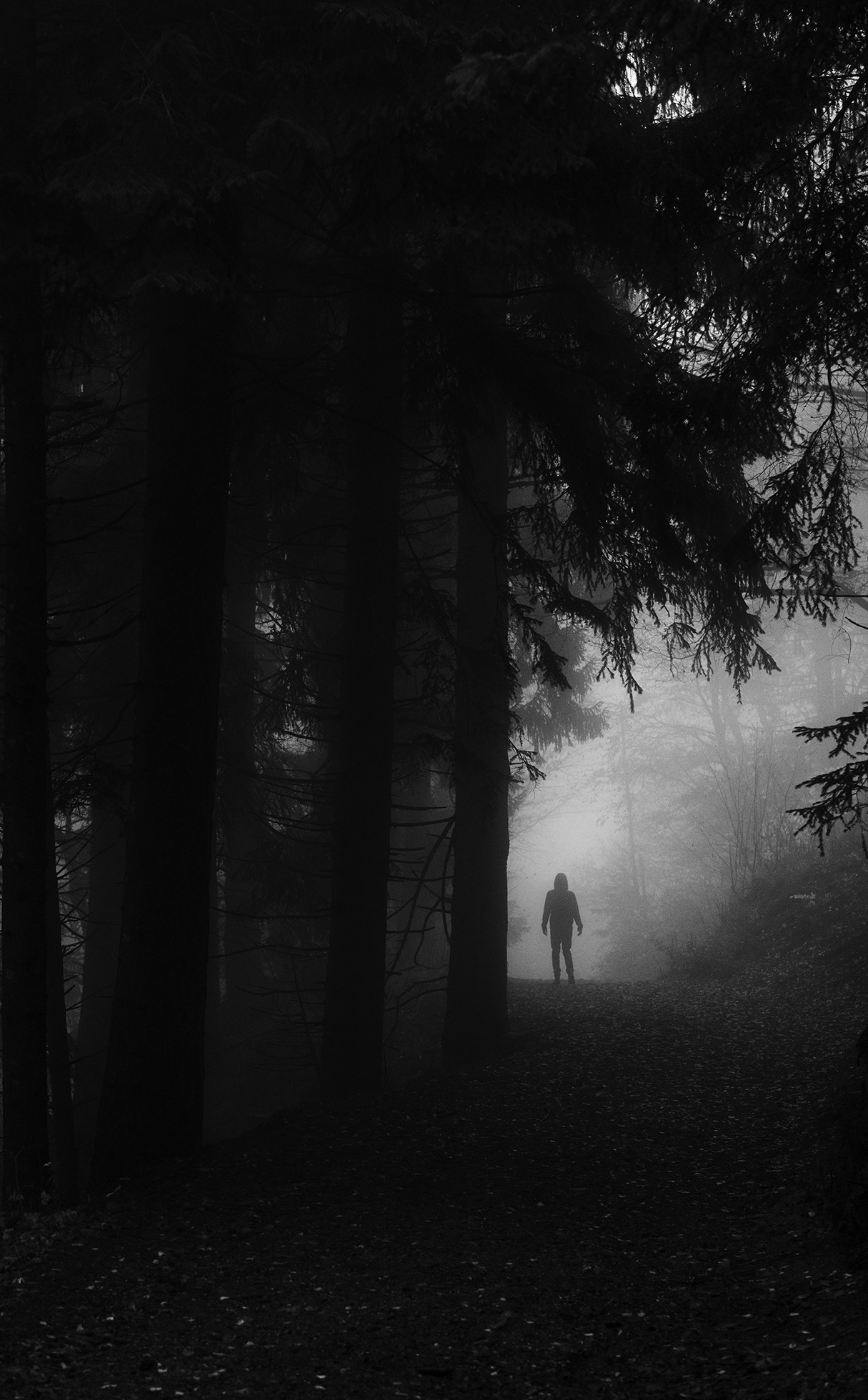 A silhouette of a person looks small against the large silhouettes and darkness of the forest surrounding them.