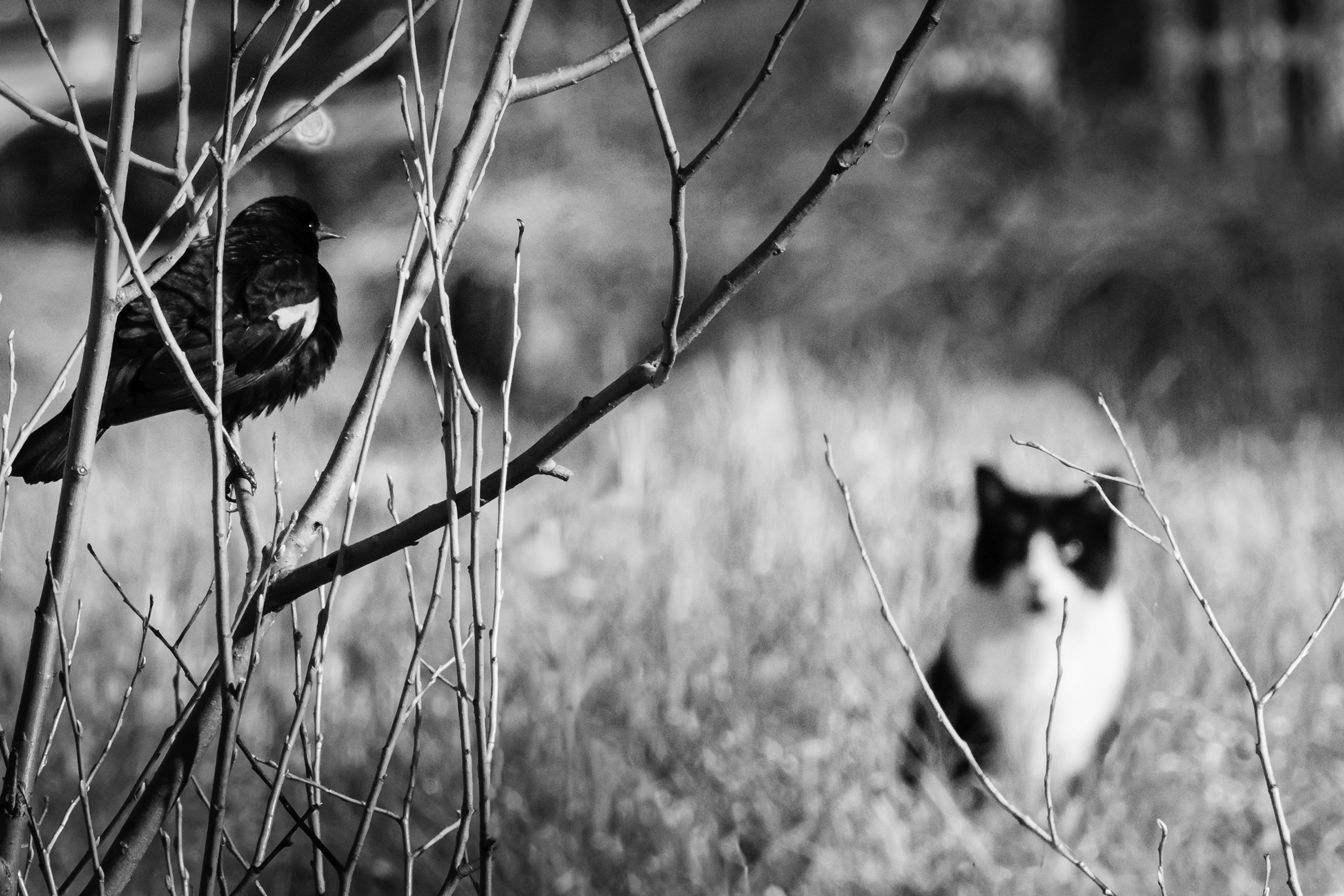 A close-up of a tiny bird sitting on bare branches with a tuxedo cat staring at it from a distance.