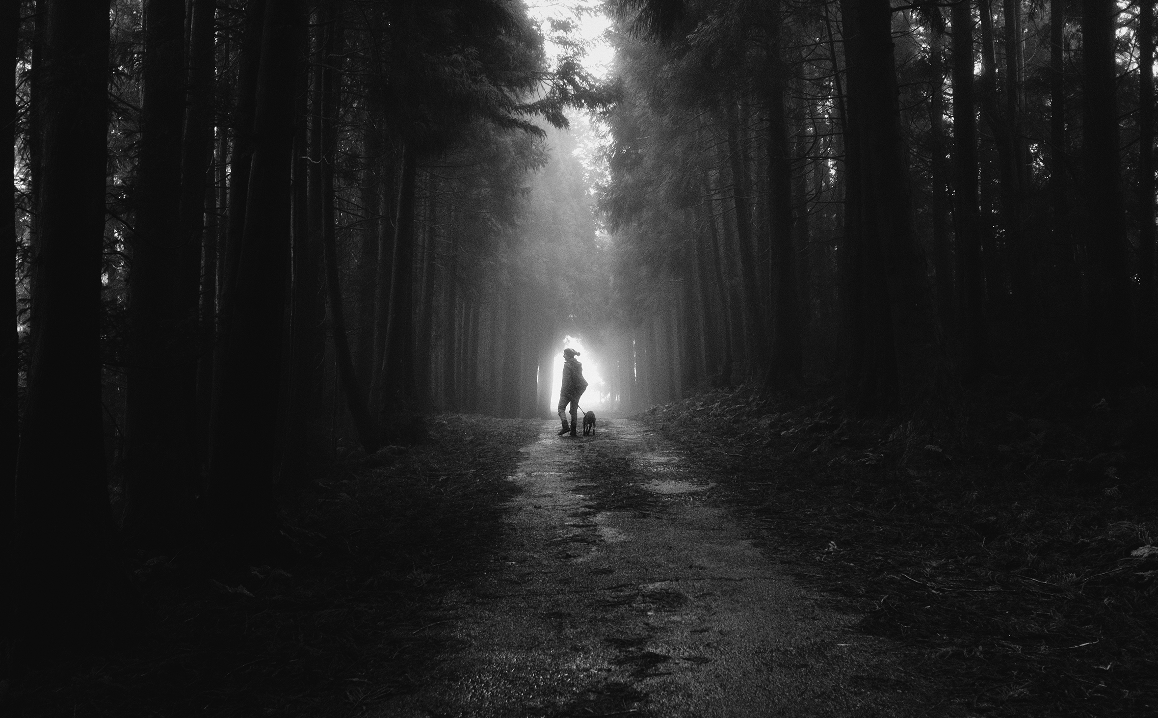 A person dressed for cold weather is in the distance walking a dog down a dirt road through a forest. The image is dark with some light above the road, but most of the light is in an oval around the person. It looks like a tunnel in the forest.