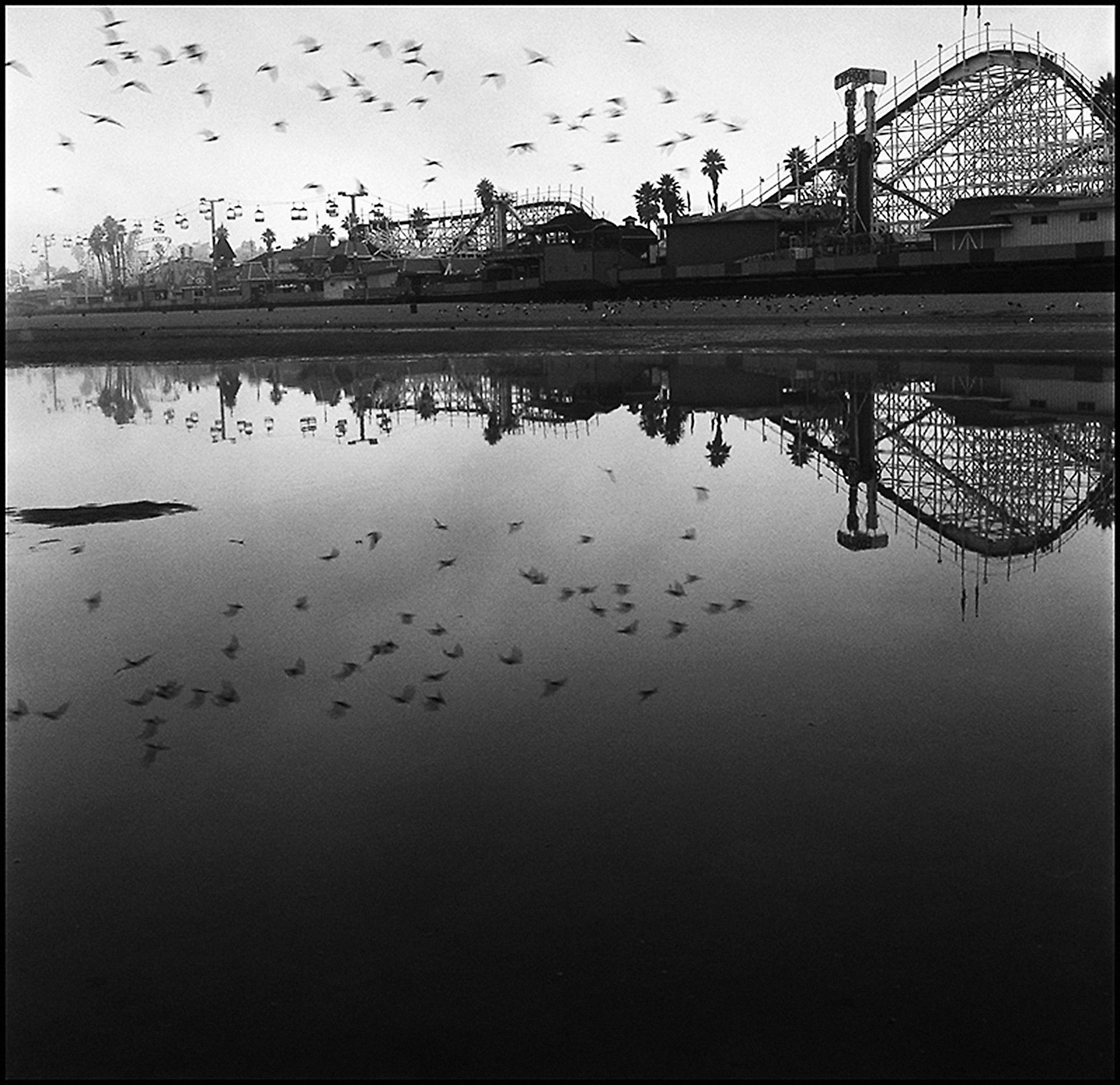 The roller coasters of an amusement park with its palm trees and a flock of birds in the background are reflected in a body of water in the foreground.