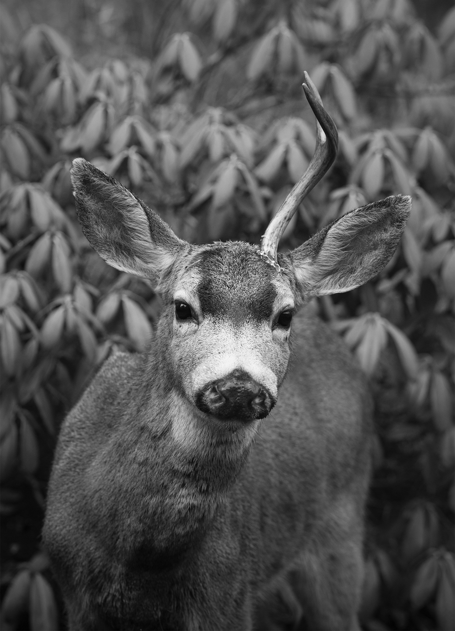 Close-up of a buck with only one antler looking into the camera, with foliage in the background.