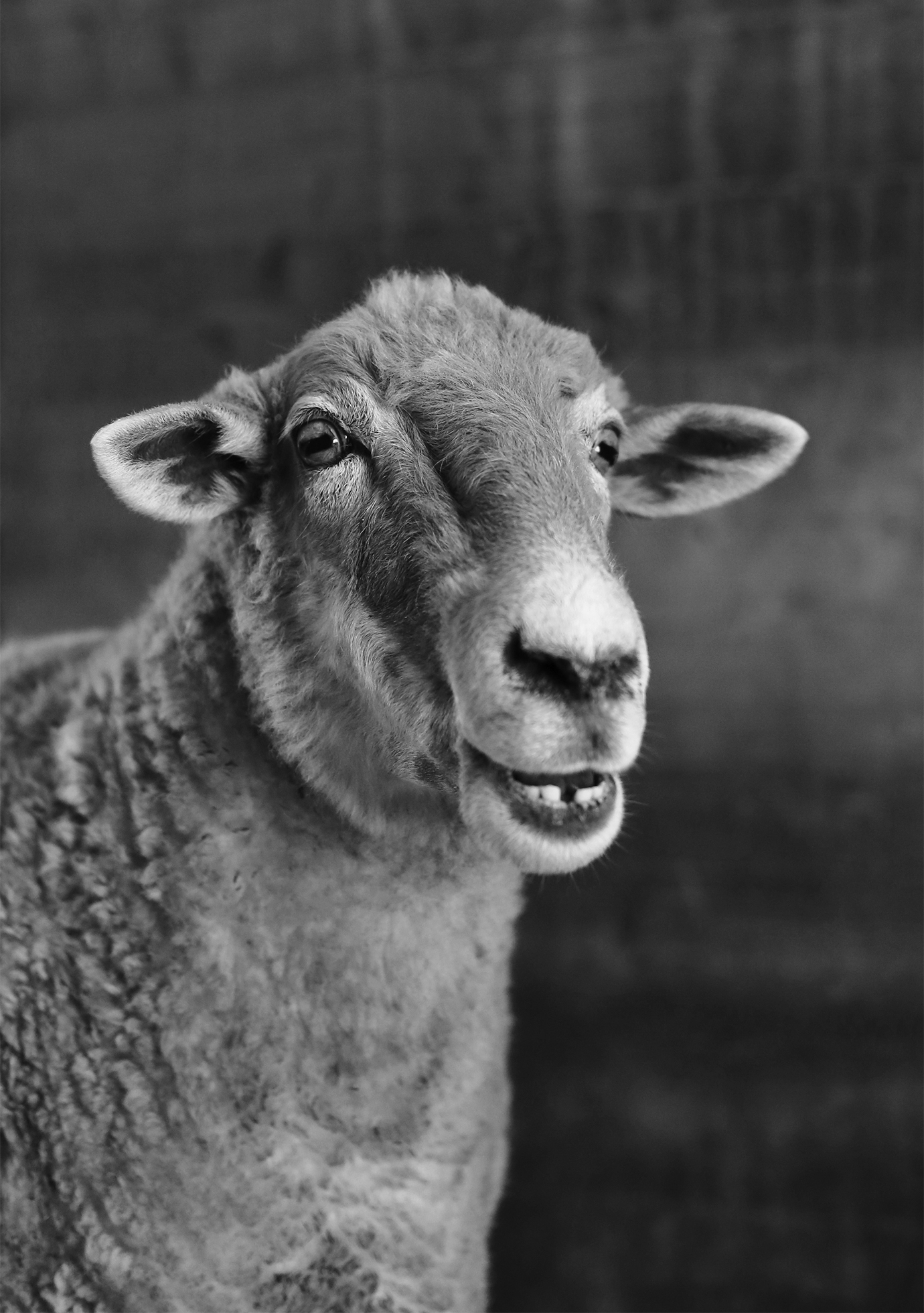 Close-up of a ewe facing the camera with its mouth slightly open. The ears are horizontal and forward-facing.