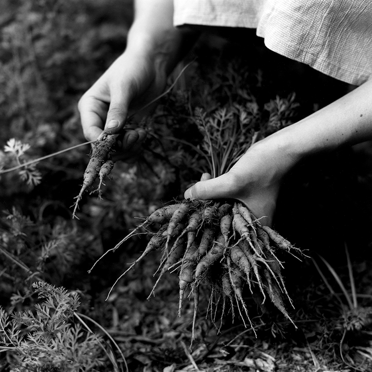 Close-up of the hands of a woman picking carrots out of the soil. She has one carrot in her right hand and is holding many in her left.