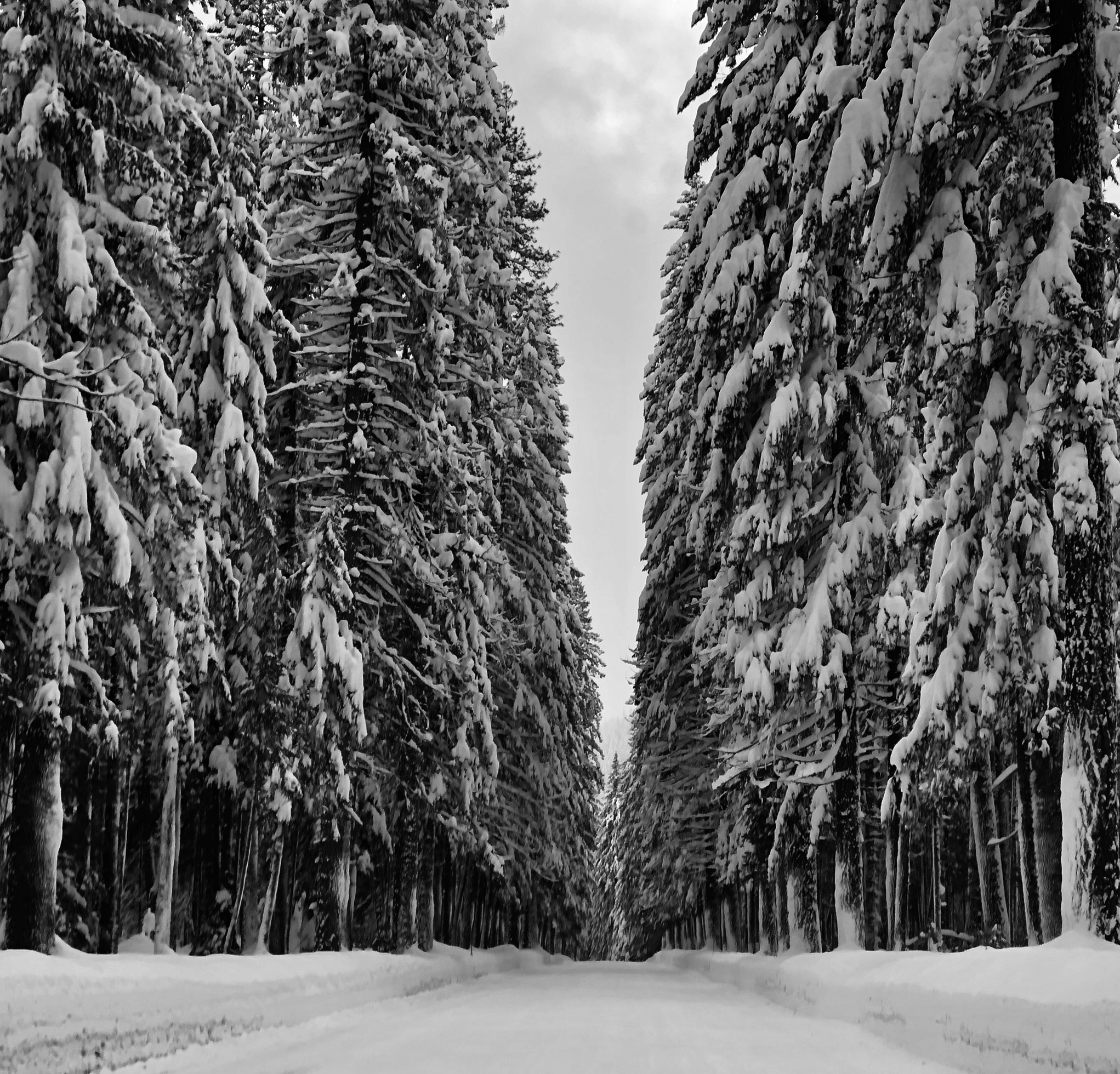Snow-covered road shot into the horizon bordered by two magnificent stands of towering, full, snow-draped trees along the entire span. The road has been plowed, so there is a high border of snow on either side running the full length into the distance.
