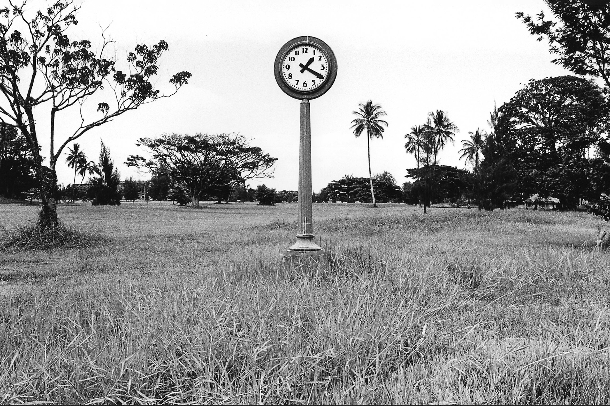 A large field with high, dry grass and open areas interspersed with trees, including palm trees and  a very tall, large, pedestal clock reading 1:20.