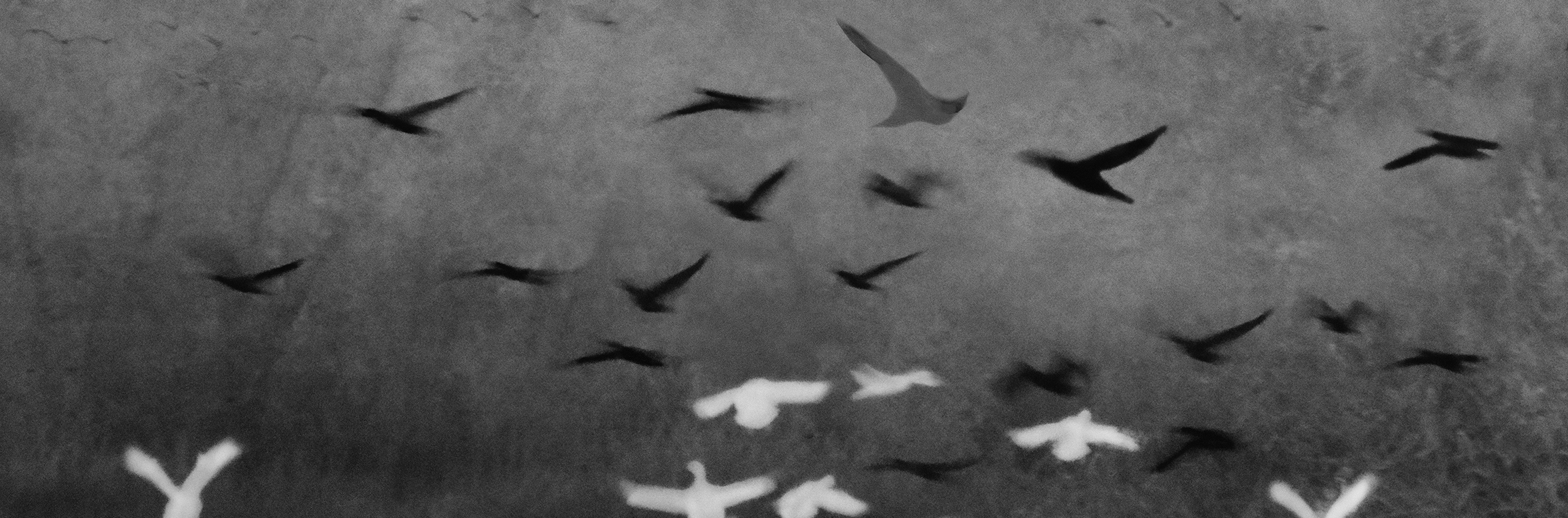 Blurry, dreamlike photo of larger black birds and white birds gliding against a gray background.
