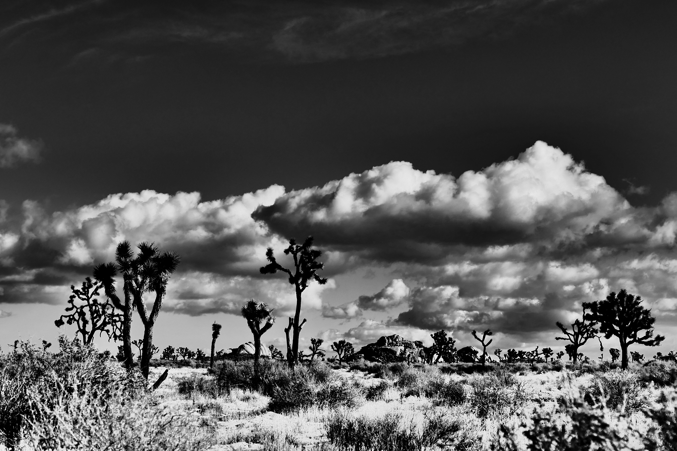 A desert landscape with sparse trees and vegetation and a few low clouds.