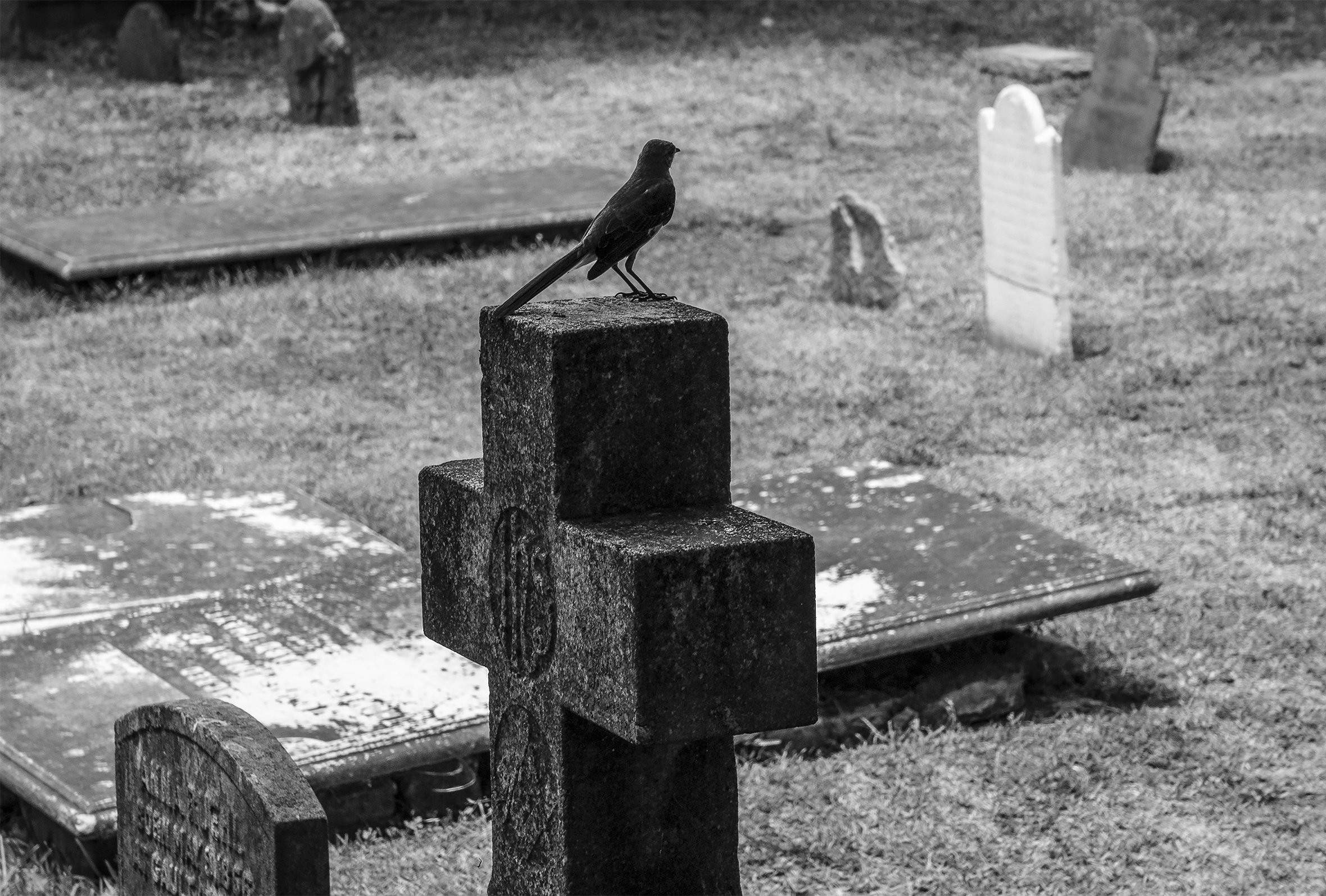 A small bird stands atop a tombstone cross at a cemetery with several upright monuments.