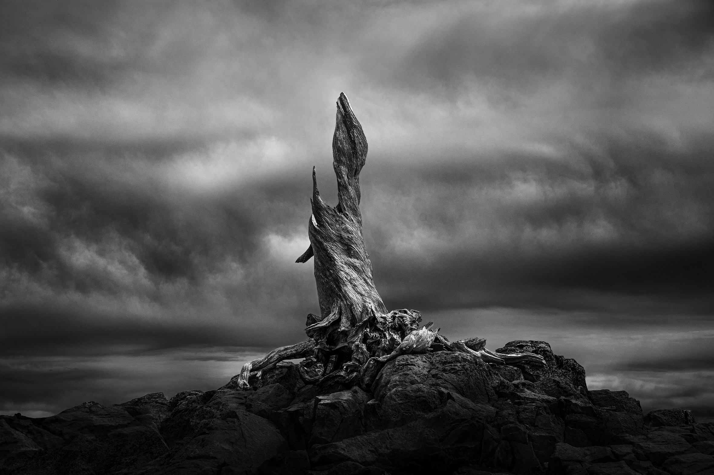 A petrified tree stump that looks like a sculpture in a desolate location against a cloudy background.