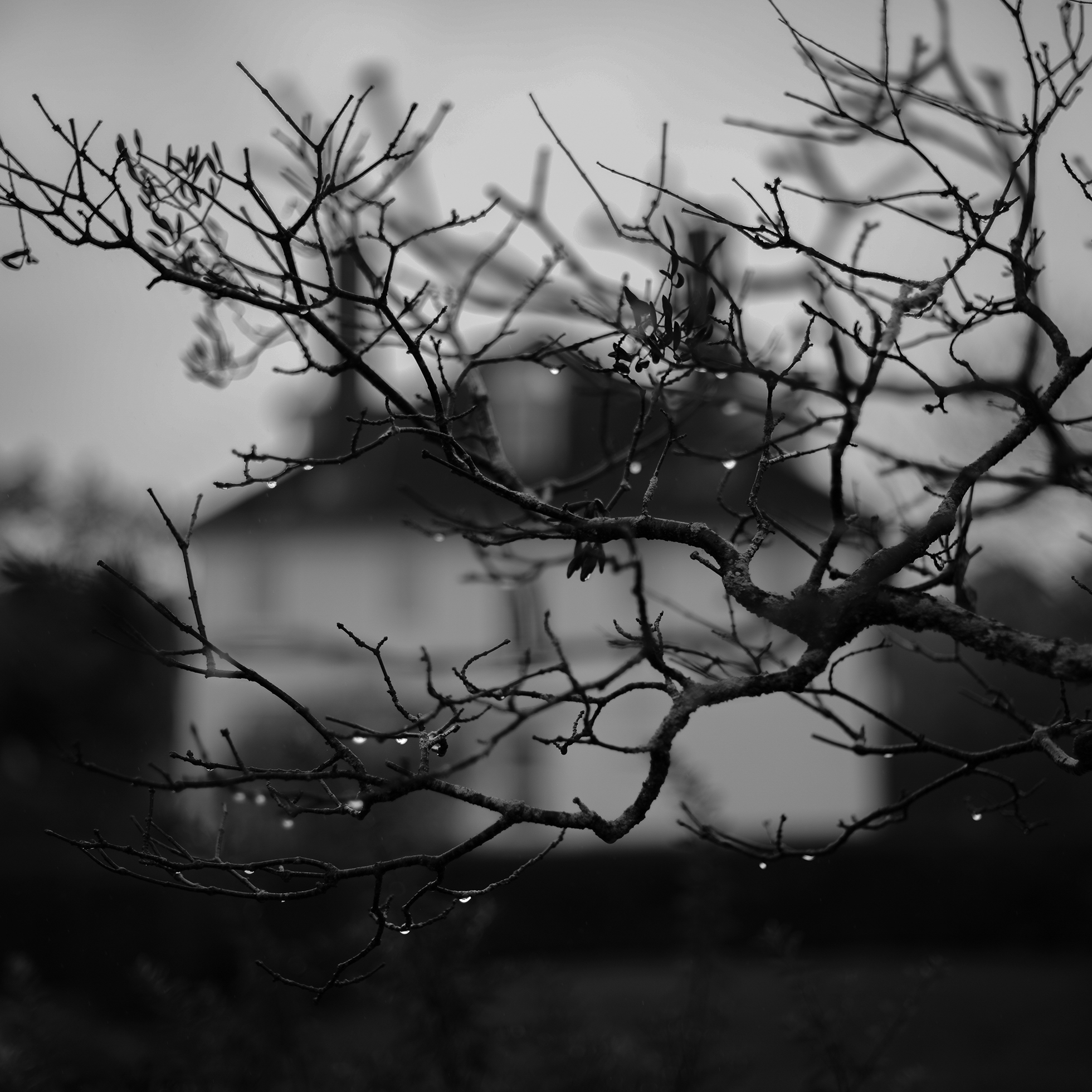 The front of a small two-story house is blurred in the misty background, and coming from the right covering the whole image in the foreground is a thin, leafless tree branch with water droplets on it, and its shadow can be seen in the mist.