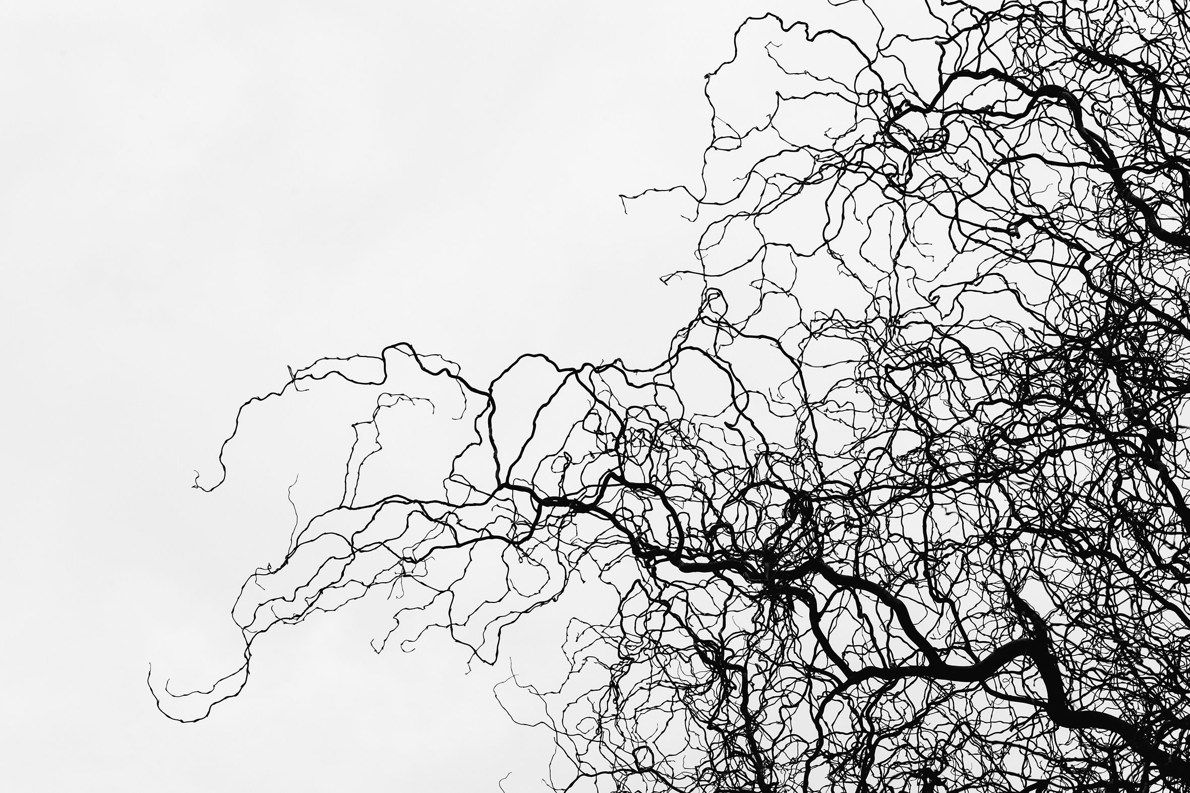Wavy, bare branches of a willow tree emerge from the right side of the image and squiggle three-quarters of the way across.