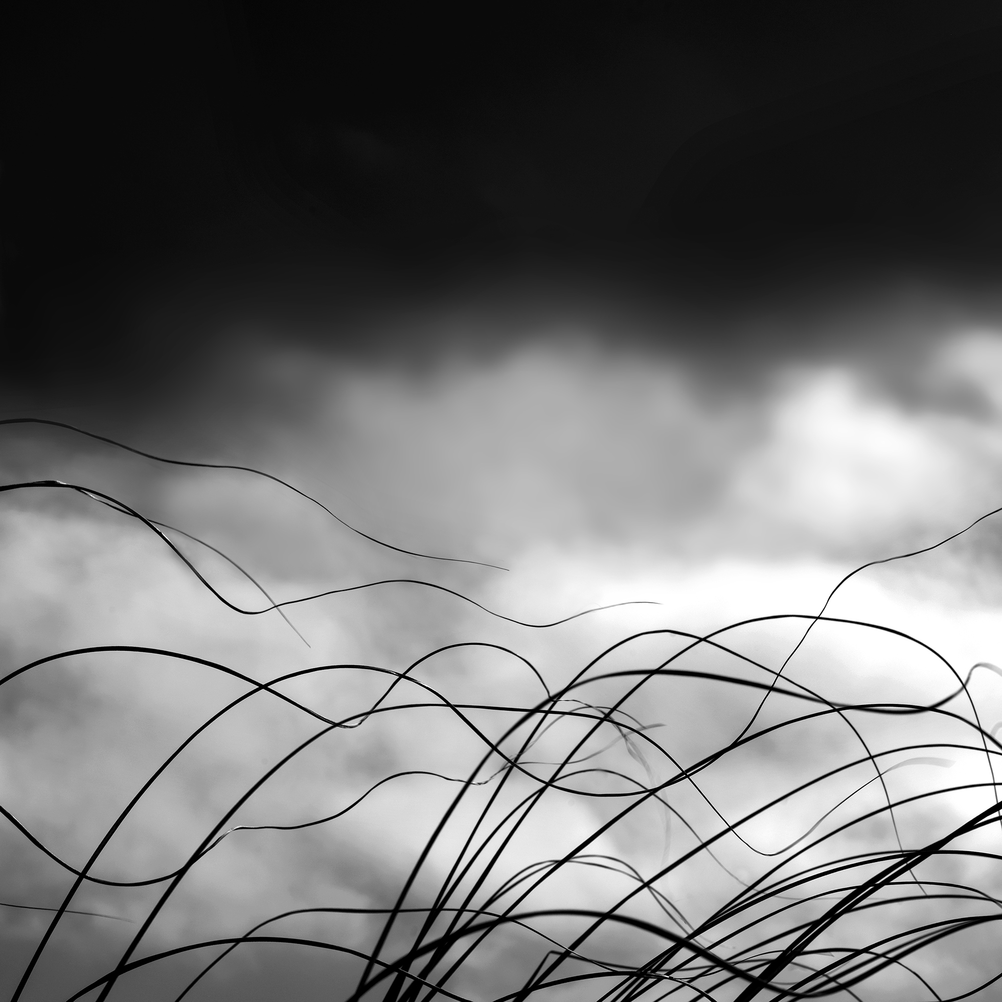 The tops of wavy blades of beach grass on Rockaway Beach in Oregon in 2018 pop up from the bottom of the photo against white clouds under a dark sky.