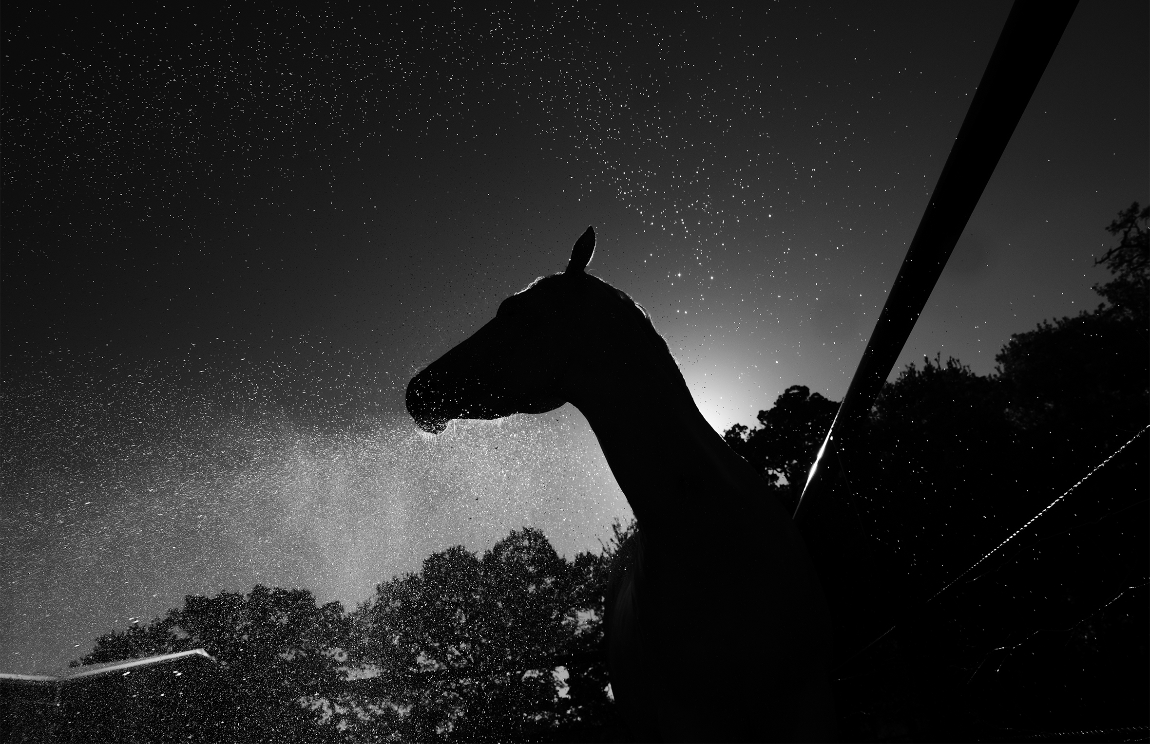 A horse in silhouette against the early evening dark in rural Texas with trees in the background. The dim light captures the horse’s breath and the water droplets he shakes off after his bath.
