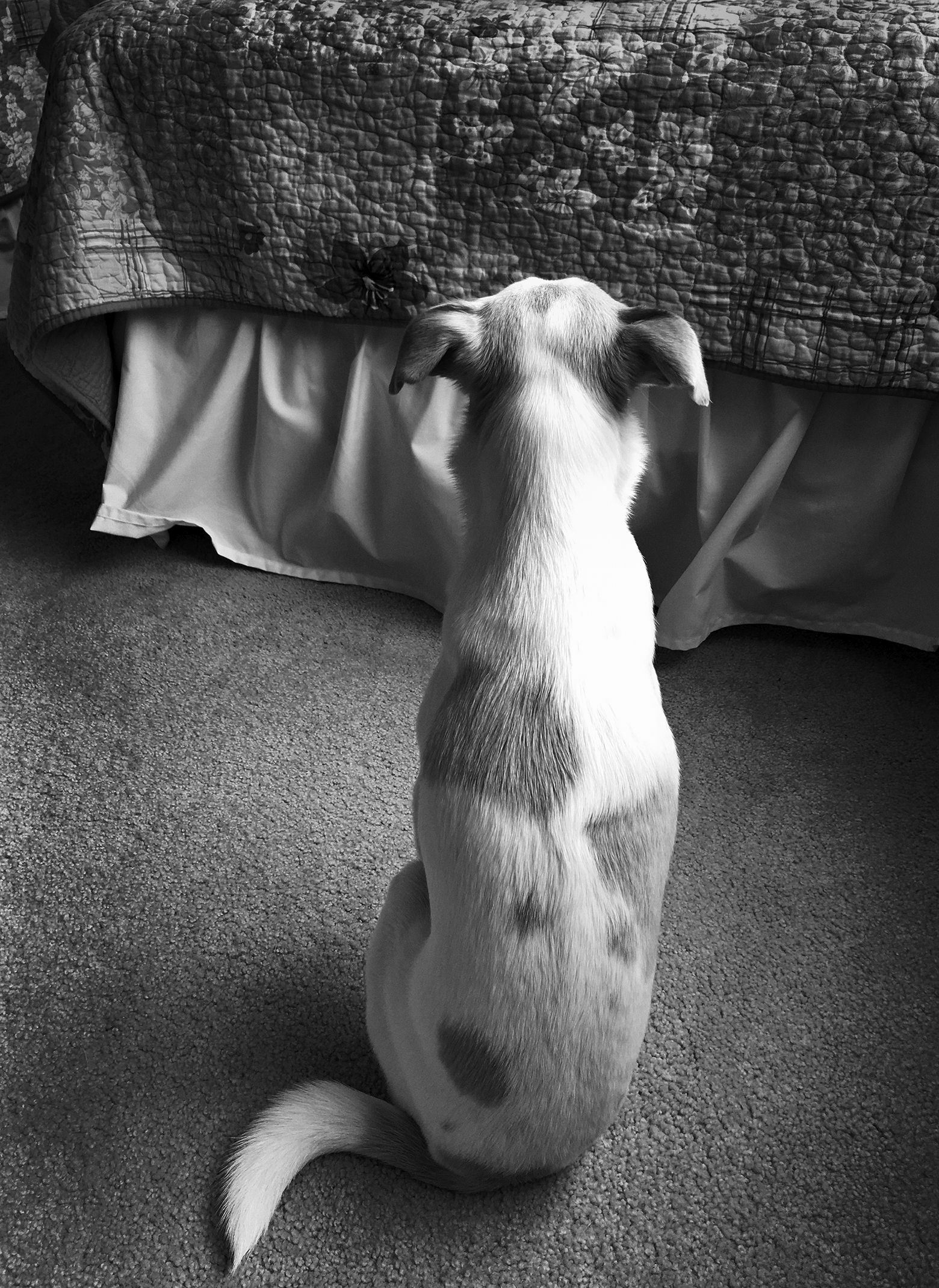 A small, white dog with tan ears and a few large, tan spots seen from the back sits up on the carpet and looks up toward the side of a bed made with a comforter and white cotton bed skirt.