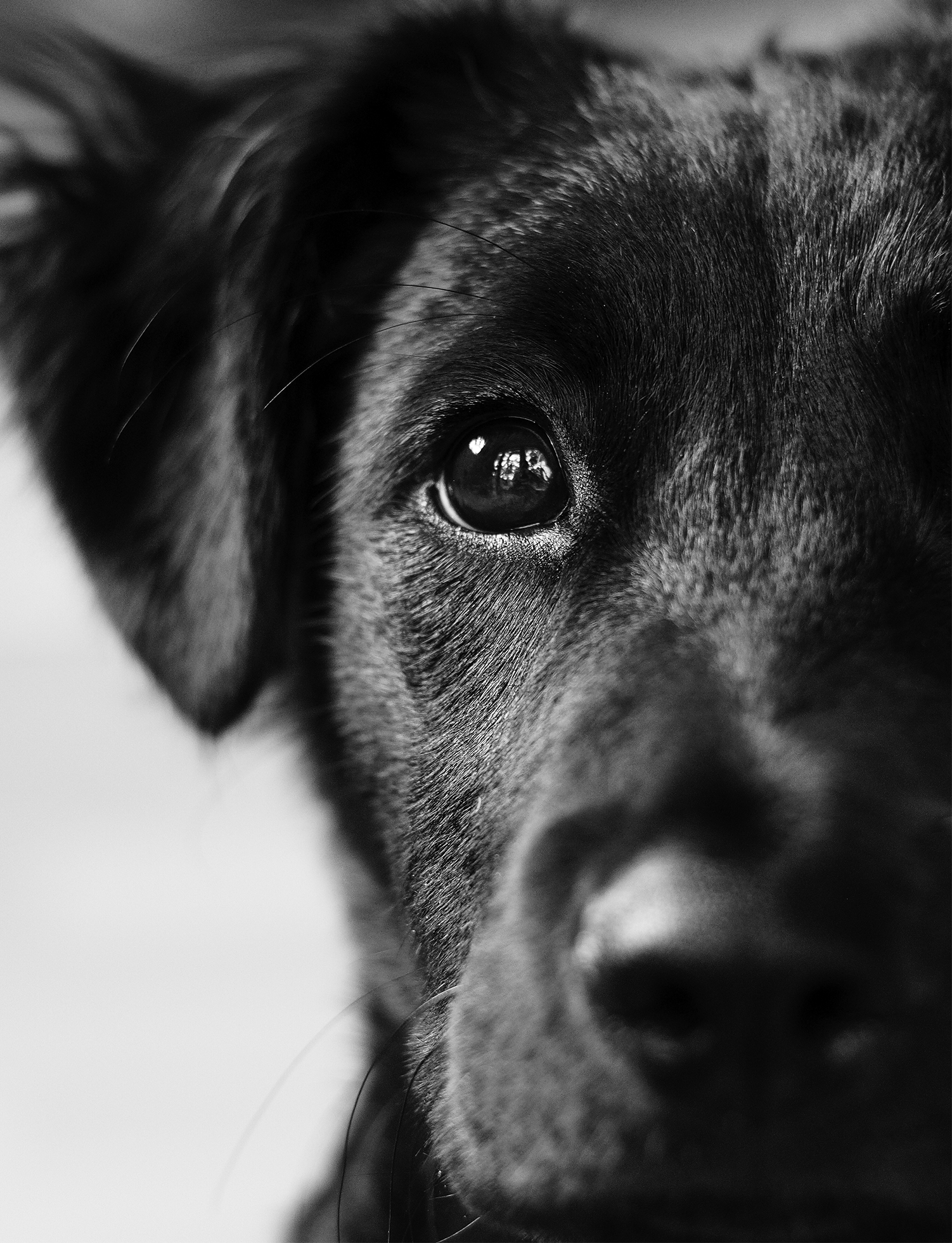 Close-up of the right half of the face of a black five-month-old puppy looking into the camera.