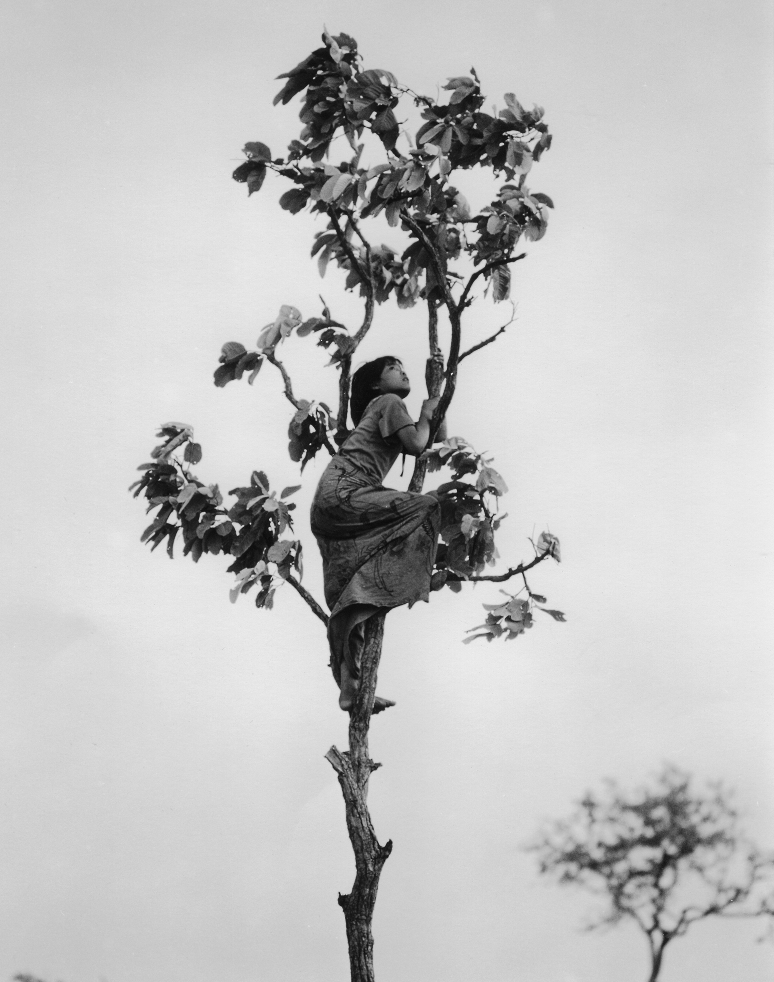 A barefoot girl in a long dress climbs a tree at the Khao-I-Dang refugee camp at the Thai-Cambodian border in 1980. She is near the top where there are still branches and leaves; the trunk has stubs where the rest of the branches have broken off.