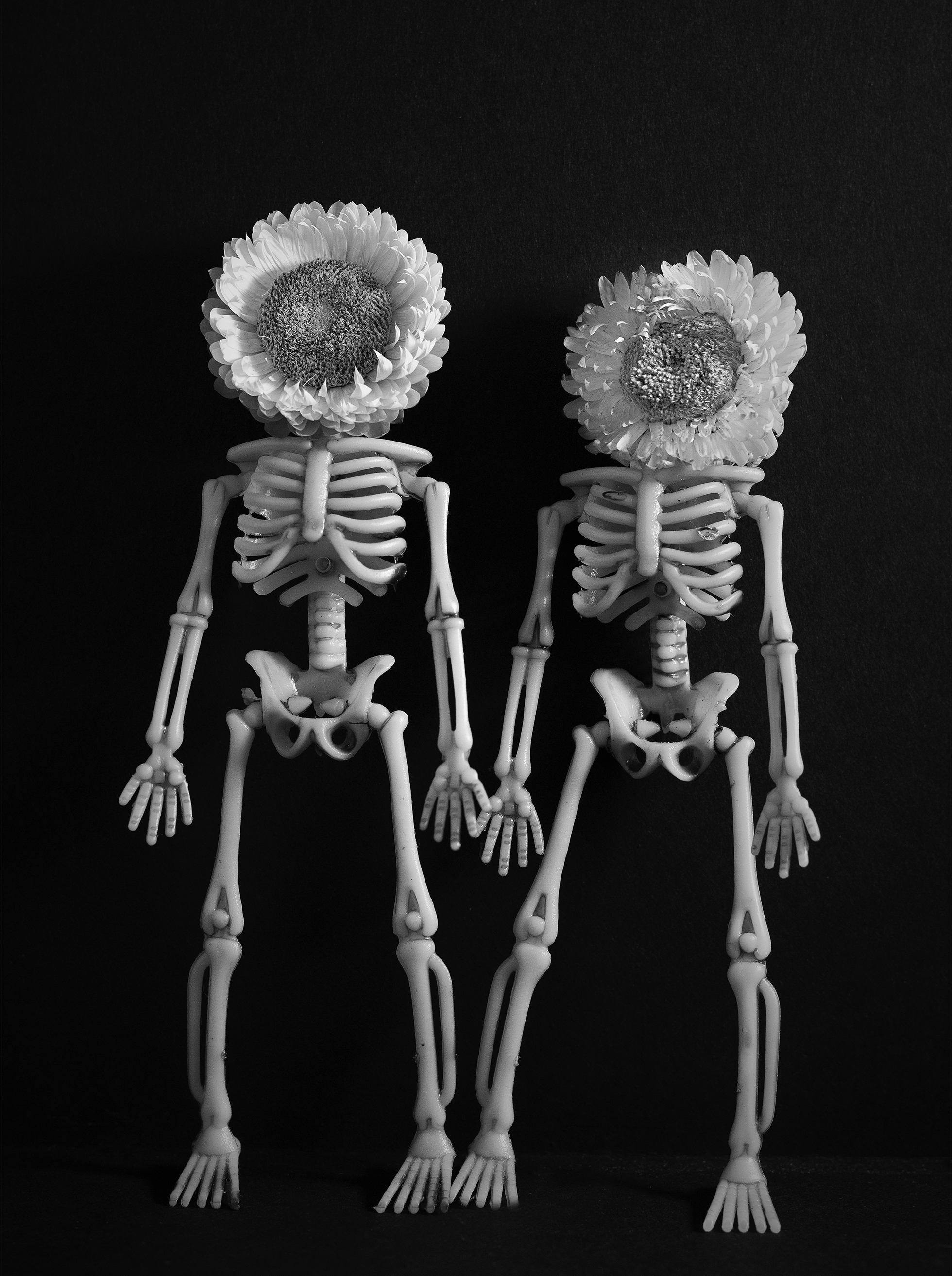 Two plastic toy skeletons of people seemingly standing up, the right one shorter than the left, each with a flower representing its face.
