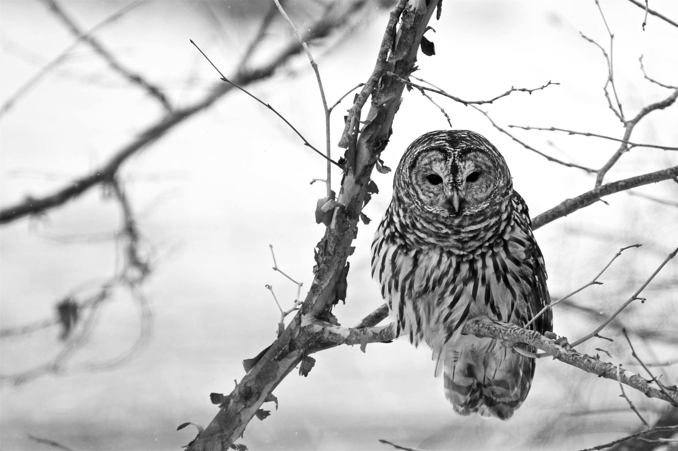 A barred owl perches in a winter-bare tree at Lone Elk Park in St. Louis County, Missouri, as snow begins to fall.