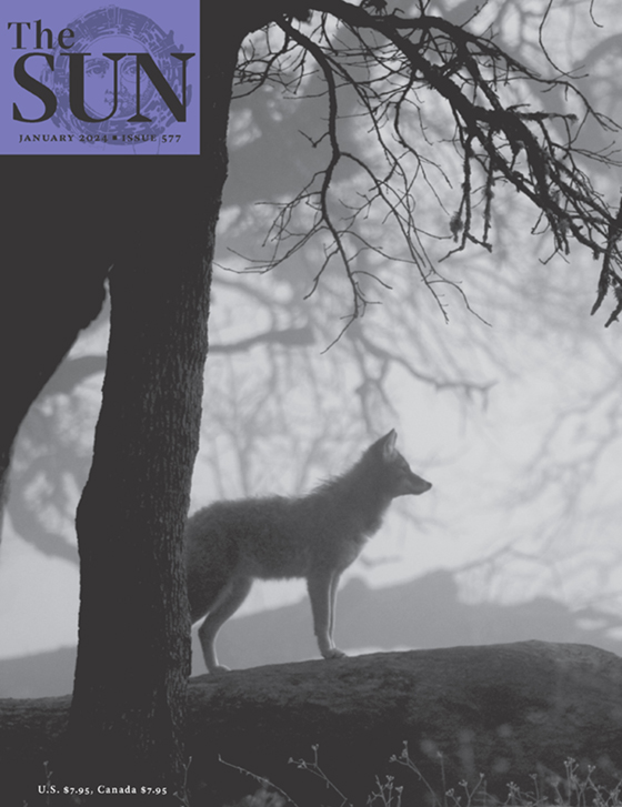 January 2024 cover of The Sun. A coyote stands in the woods under bare-branched trees in Medford, Oregon, offering a perfect side view on a foggy day.