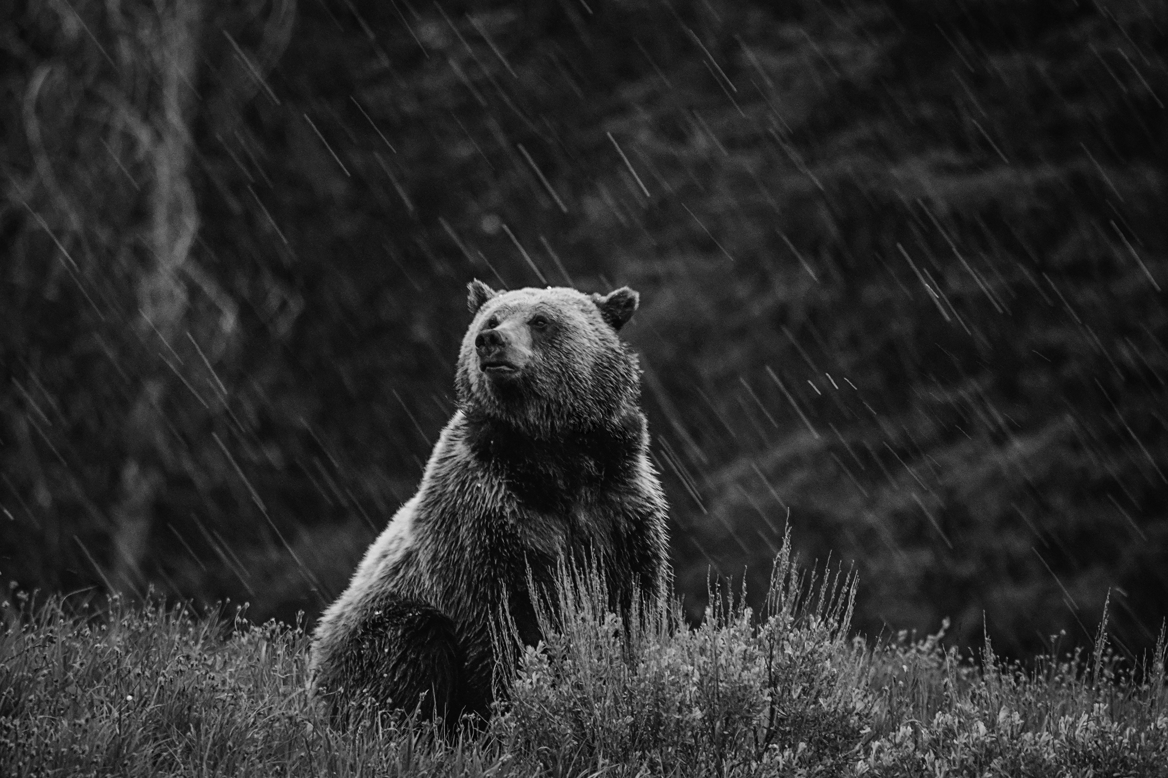 A grizzly bear sits up amid rain and hail on the east side of the Grand Tetons in Wyoming.