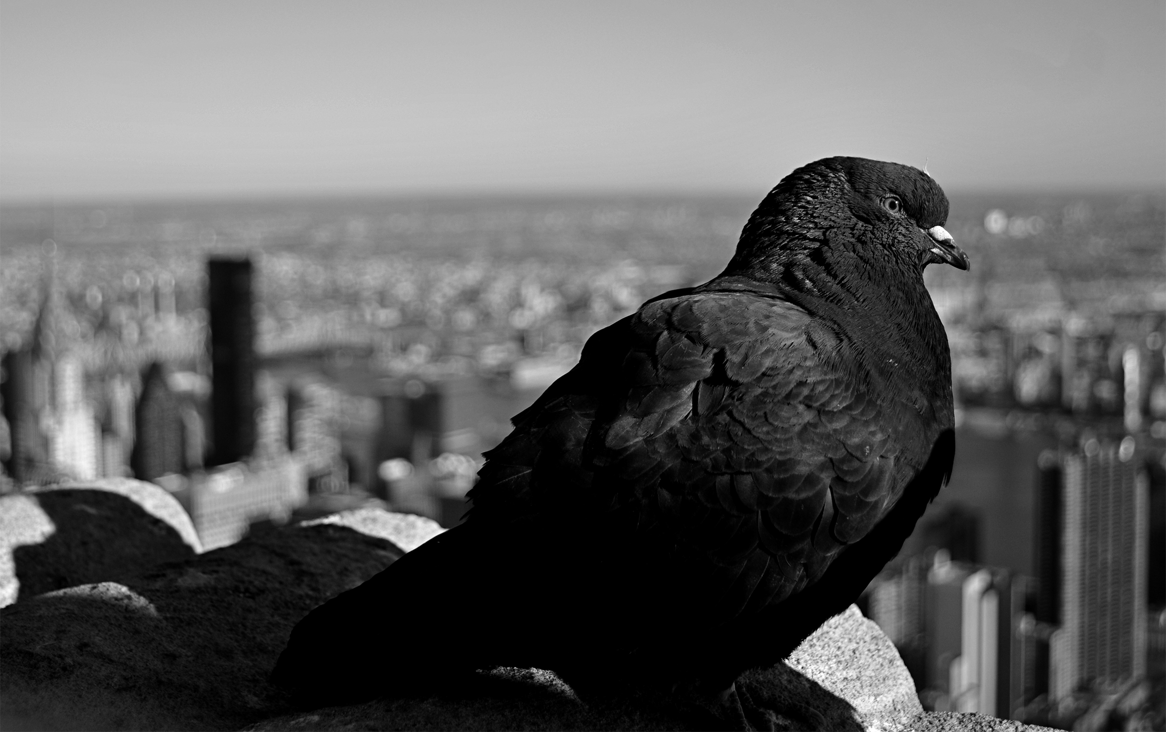 A pigeon sits atop a roof that is high enough to overlook the city that is blurred in the background.