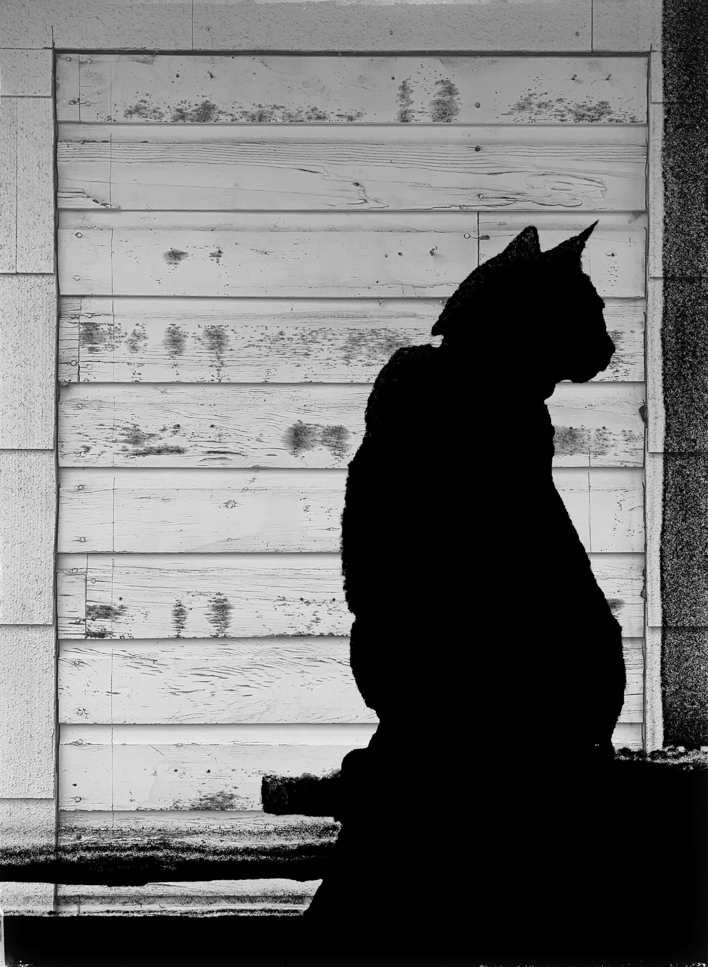 Close-up silhouette of a cat sitting straight up.
