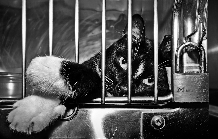 A black cat stares at the camera through the bars of its cage at a shelter. The cat is lying down and its two front white paws are sticking out through the bars and crossed.